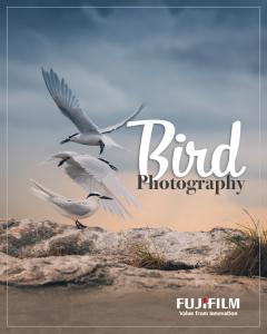 Bird Photography at Loyang Rock
